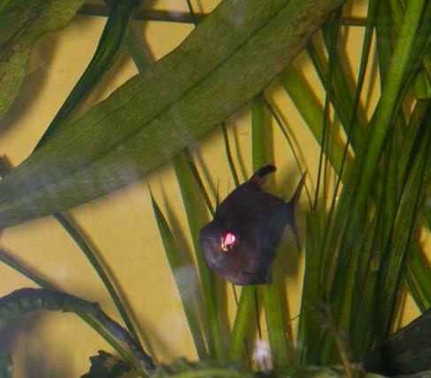 Derriere cette femelle Tetra Coeur Saignant, se dresse fierement un jolie pied de Vallisneria gigantea